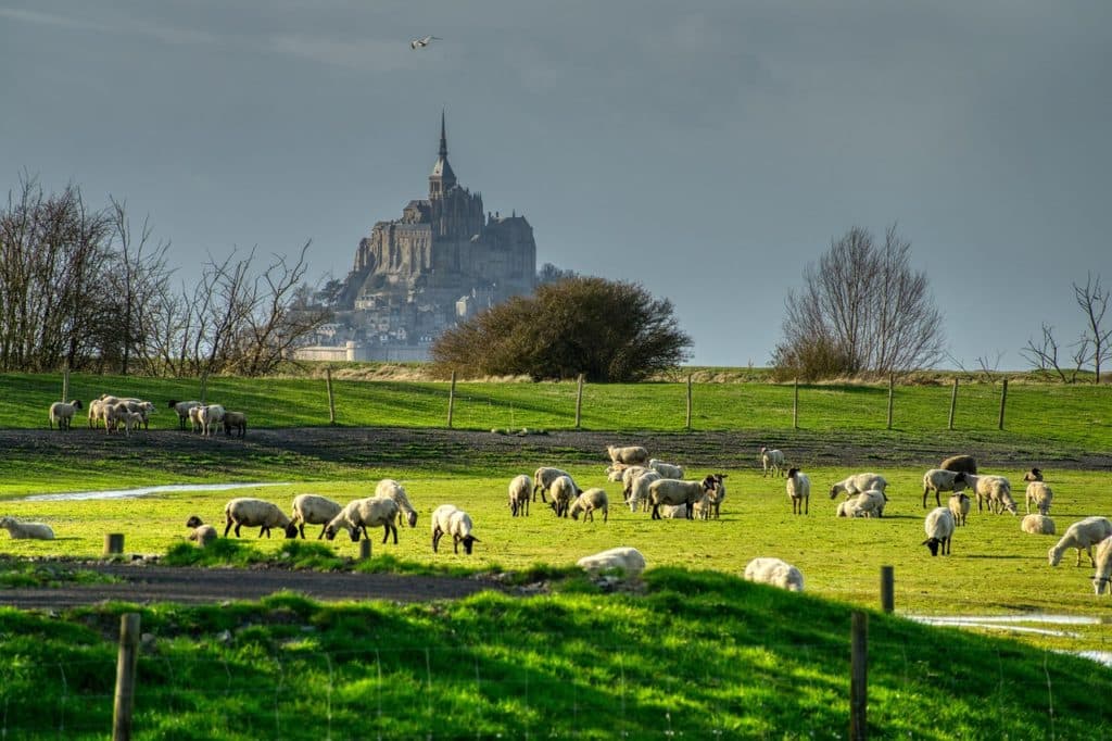 bétail normandie