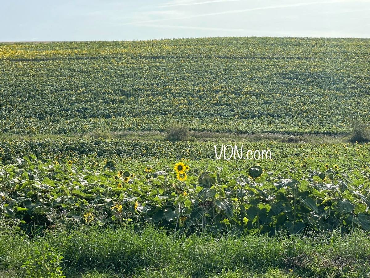 Magnifique champ tournesol à proximité logements neufs en vente à Méru
