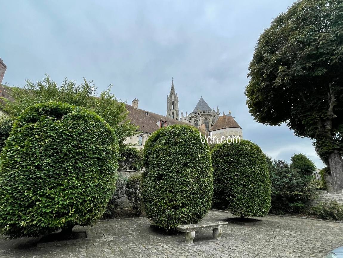 arbres taillés de Senlis