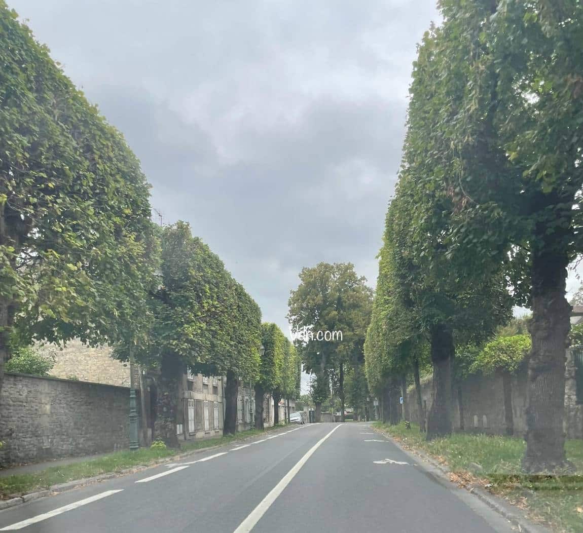 rue à Senlis, ville propre avec arbres bien taillés